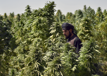 خیبرپختونخوا میں بھنگ کی کاشت کو قانونی حیثیت دینے پر غور شروع