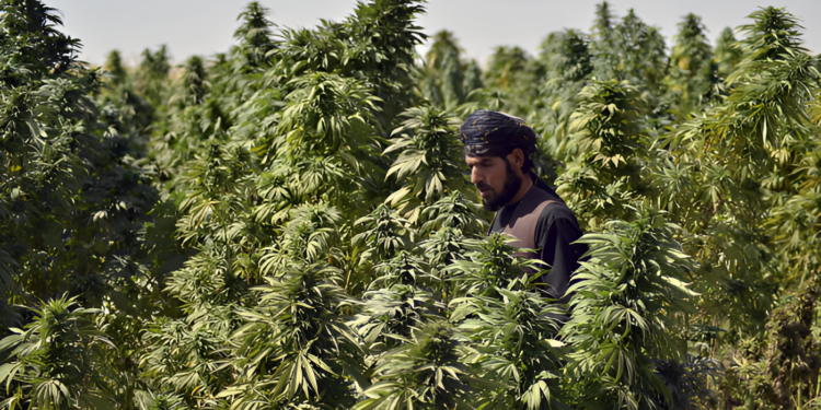 خیبرپختونخوا میں بھنگ کی کاشت کو قانونی حیثیت دینے پر غور شروع