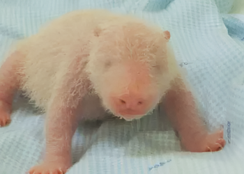 انڈونیشیا: سفاری پارک میں پہلی بار پانڈا کے بچے کی پیدائش