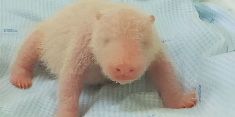 انڈونیشیا: سفاری پارک میں پہلی بار پانڈا کے بچے کی پیدائش