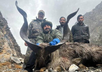 چترال: روسی شہری نے 68 ہزار ڈالر دیکر کشمیری مارخور کا شکار کرلیا