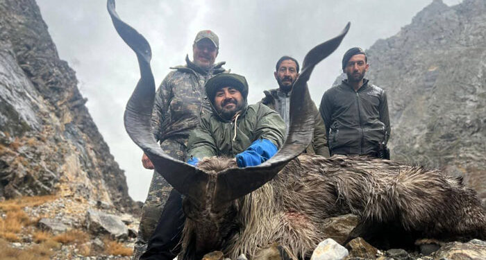چترال: روسی شہری نے 68 ہزار ڈالر دیکر کشمیری مارخور کا شکار کرلیا