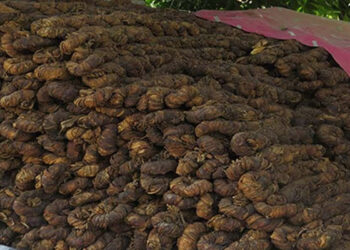 صوابی میں کارروائی کے دوران لاکھوں کلو تمباکو کا بھاری ذخیرہ برآمد