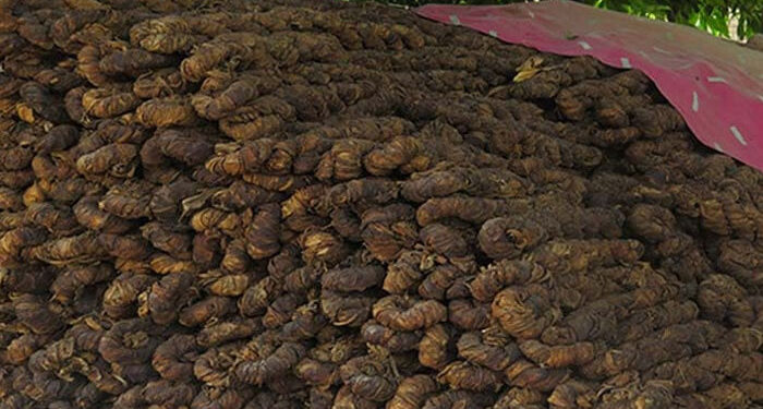 صوابی میں کارروائی کے دوران لاکھوں کلو تمباکو کا بھاری ذخیرہ برآمد