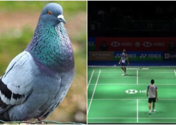 انڈین اوپن بیڈمنٹن: مینز سنگل کا میچ پرندے کی بِیٹ گرنے کی وجہ سے روکنا پڑگیا