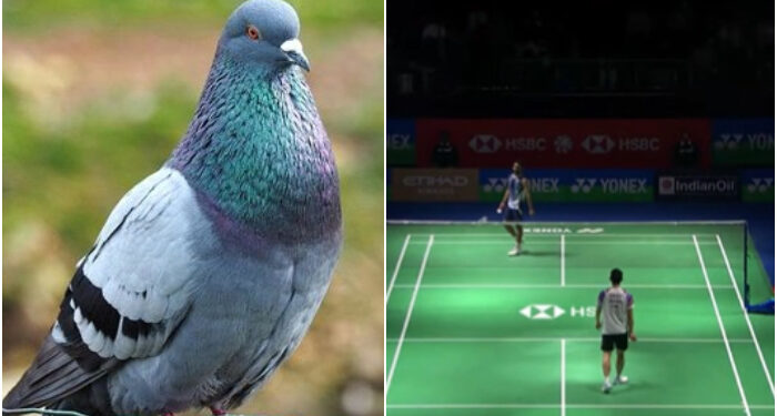 انڈین اوپن بیڈمنٹن: مینز سنگل کا میچ پرندے کی بِیٹ گرنے کی وجہ سے روکنا پڑگیا