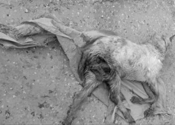 ضلعی انتظامیہ آوارہ کتوں کی تلفی میں ناکام، انسانوں کے ساتھ جانور بھی غیرمحفوظ