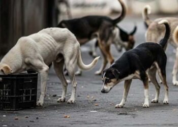 لاہور ہائیکورٹ: آوارہ کتوں کو فائرنگ اور زہر دےکر مارنےکیخلاف پنجاب حکومت اور دیگر کو نوٹس جاری