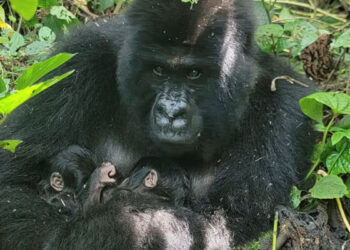 کونگو میں نایاب پہاڑی گوریلا کے ہاں جڑواں بچوں کی پیدائش