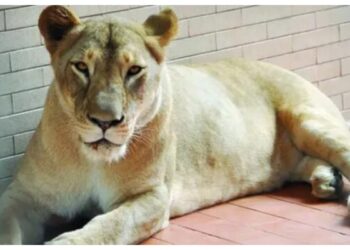 لاہور: پالتو شیرنی کے حملے سے 8 سالہ بچی زخمی