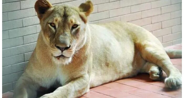 لاہور: پالتو شیرنی کے حملے سے 8 سالہ بچی زخمی