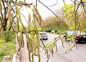 اسلام آباد: عدالت کا پولن الرجی والے درخت کاٹنے کا حکم