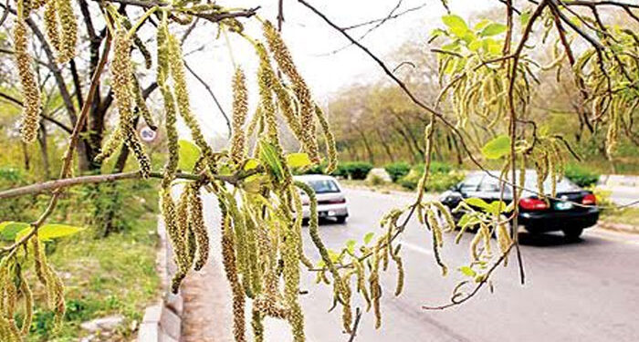 اسلام آباد: عدالت کا پولن الرجی والے درخت کاٹنے کا حکم